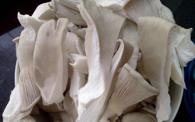 炸平菇，有人焯水有人直接下锅炸，都不对，如此做才正确，太香了