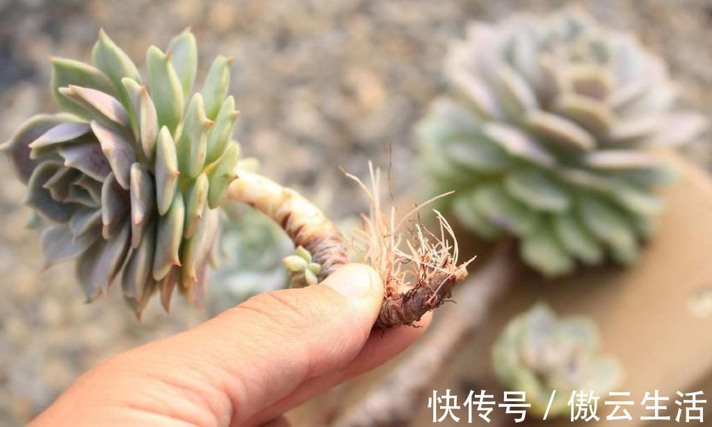 改善|多肉叶片发软，多是这4个原因在搞鬼，这么改善让叶子坚挺有光泽