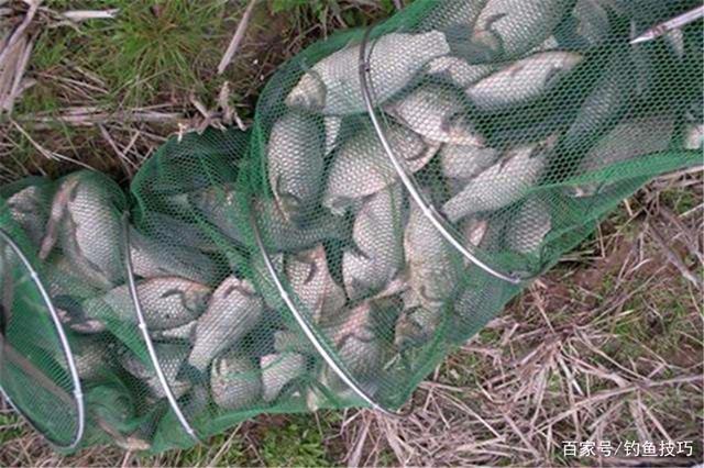 冬钓板鲫,用饵不当会没口,这三种饵料排名前三,气温再低都有口