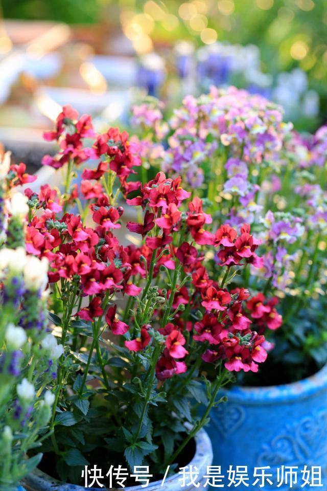 阳台新宠龙面花，花量超大颜色多，四季都开不停！