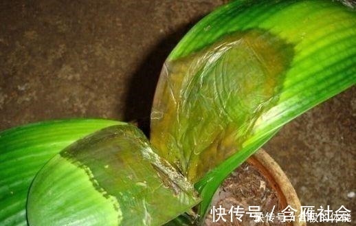 花友|君子兰出现黄叶烂根不可怕！老花匠教你做好这四点 天天蹭蹭长个！