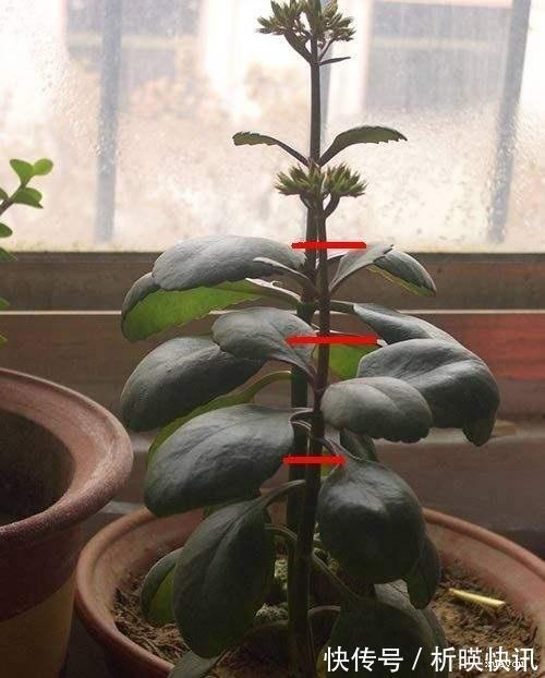 长寿花缺了“它”变成“傻大个”就是不开花，就是欠收拾！