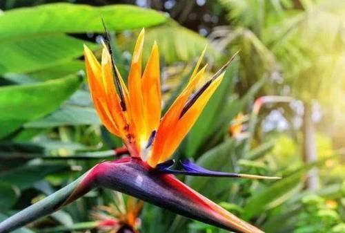 4种花很耐养,沾土就能活,添绿意清空气,格调品味高!