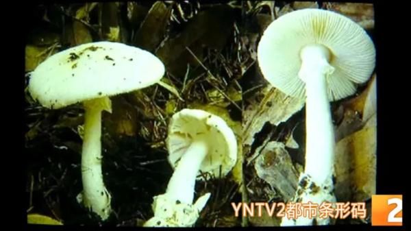 云南大学|误食致命鹅膏！一家四口中毒被紧急送医，其中还有一个四岁孩子