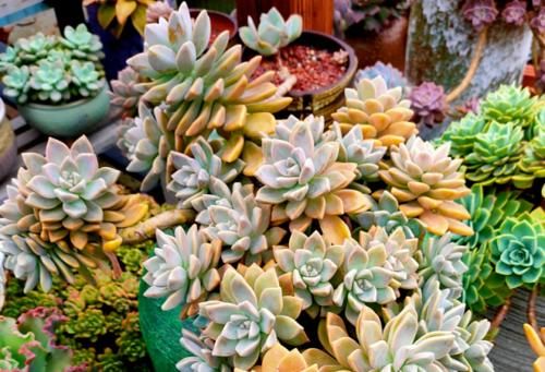 想将多肉养到爆盆,跟环境没有太大的关系,主要跟这些因素有关