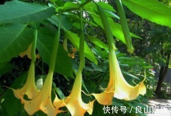 此花，有毒，多闻闻也不行教你方法，让养护正常，让家人安全