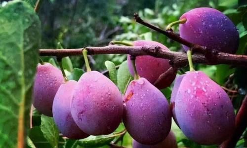 3种早餐最受肝脏“欢迎”，每天吃一种，养肝排毒，保护肝功能