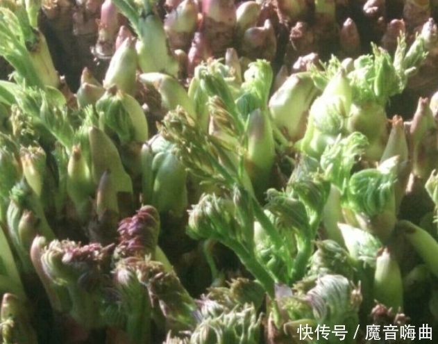 饭桌上不常见的野菜,吃过的人是少数,农村人才认识!