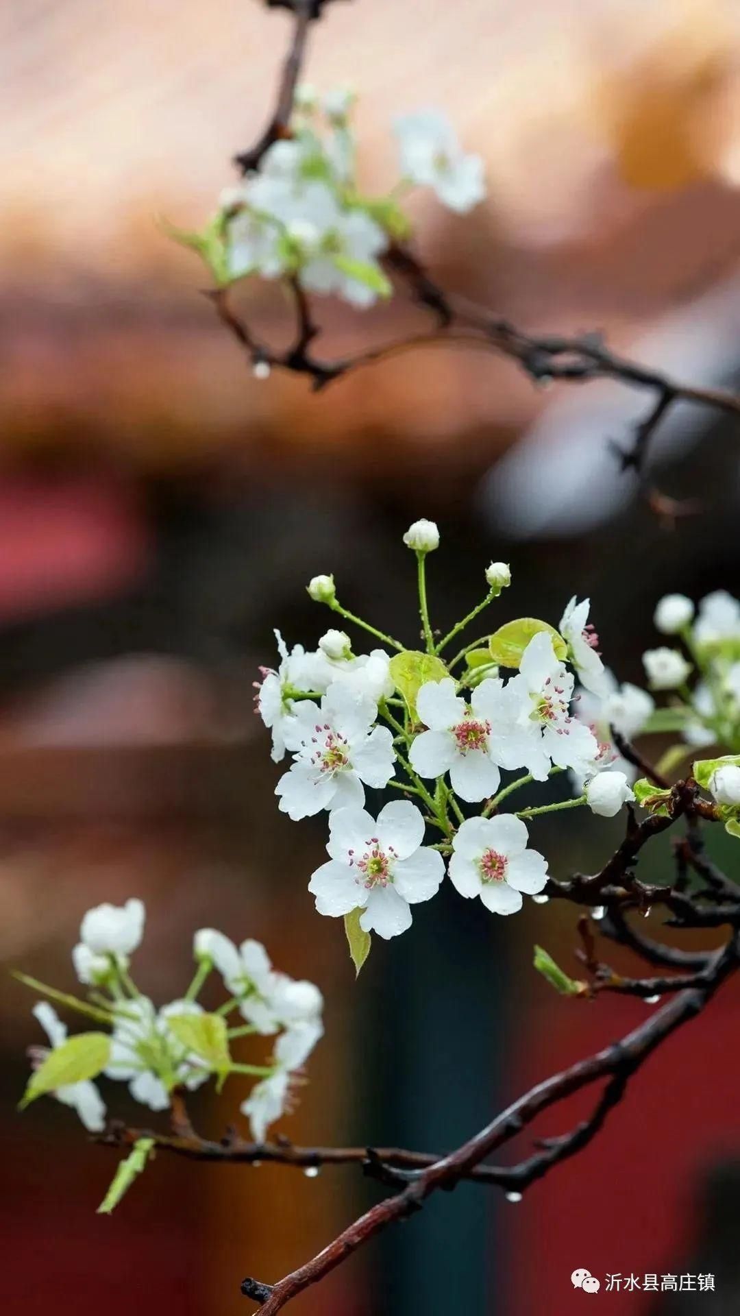最美的景色 呈現在詩里 醉了整個春天 中國熱點