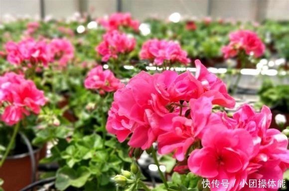 漂亮|此“花”一年开花好几次，花朵漂亮似玫瑰，养在阳台路人都夸美！