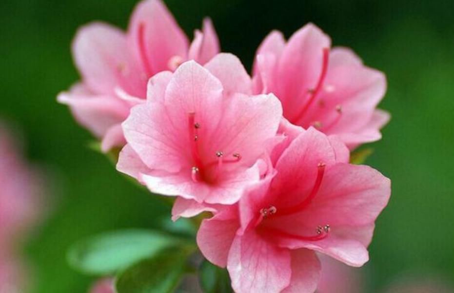 最受欢迎的4种花,花朵硕大、优美高贵,养在家里上档次!