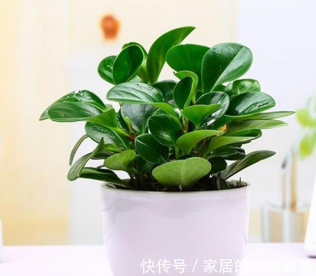 秋天降温后，养6种花要管住手，少浇水才能出状态，水多爱烂根