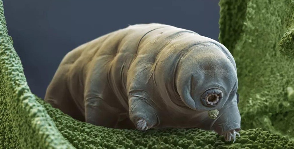 致命弱点 同样裸露在太空,人类仅存活15秒,水熊虫淡定产崽,为何这么强