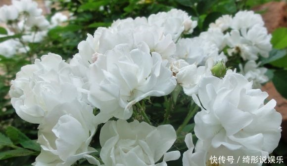 疯长|4种颜值超高的花,沾点水就疯长,开花勤还爱爆盆