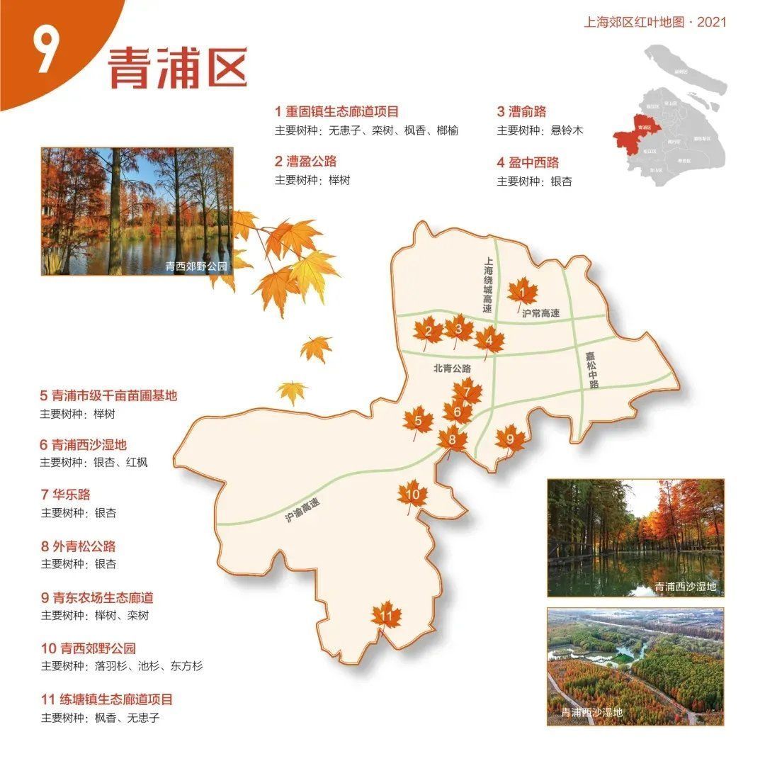 红叶|收藏9张“郊区红叶地图”！上海秋天真好看