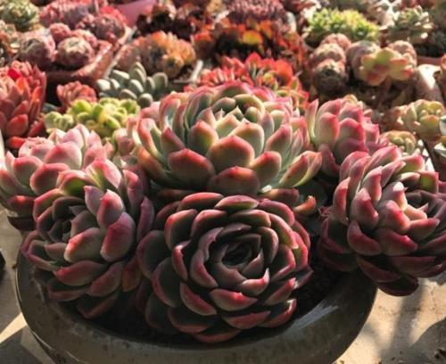 家里养花,2种东西掺盆里,土壤疏松透气,比淘米水强10倍!