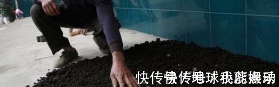 肥效性|养花时,盆底铺上30粒“它”,比鸡蛋清、骨渣都管用,养啥爆啥!