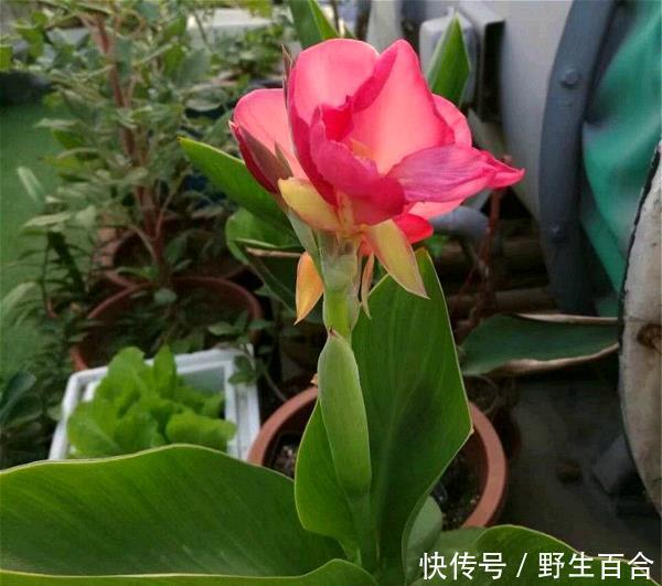 家里阳台必养此款花卉，不仅名字好听，花也漂亮，花香四溢