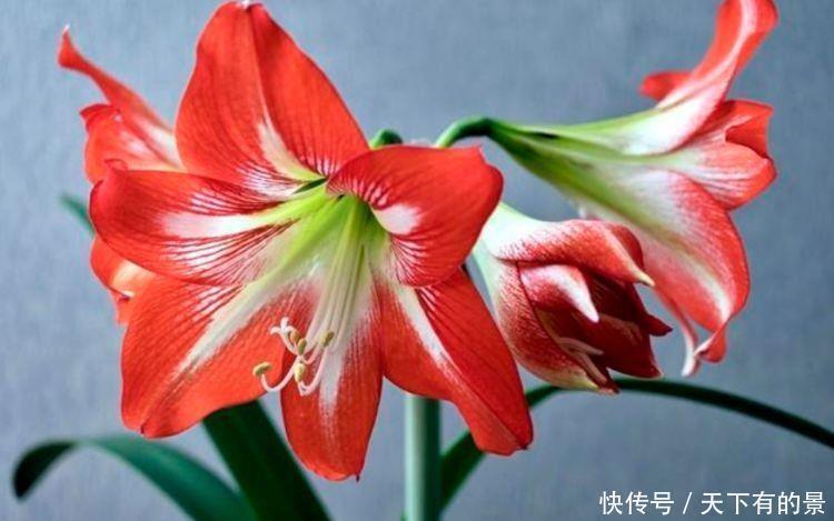 4种花看一眼就难忘，给点阳光就灿烂，花期超长，开花美爆了