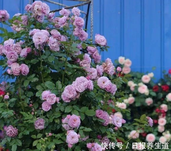 若有院子,养些紫色的花吧,高级又浪漫!