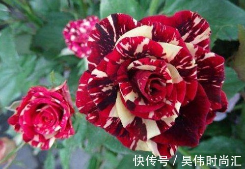 阳台上|这5款花真好养,花朵一茬接一茬,枝繁叶茂,花型独特又美观