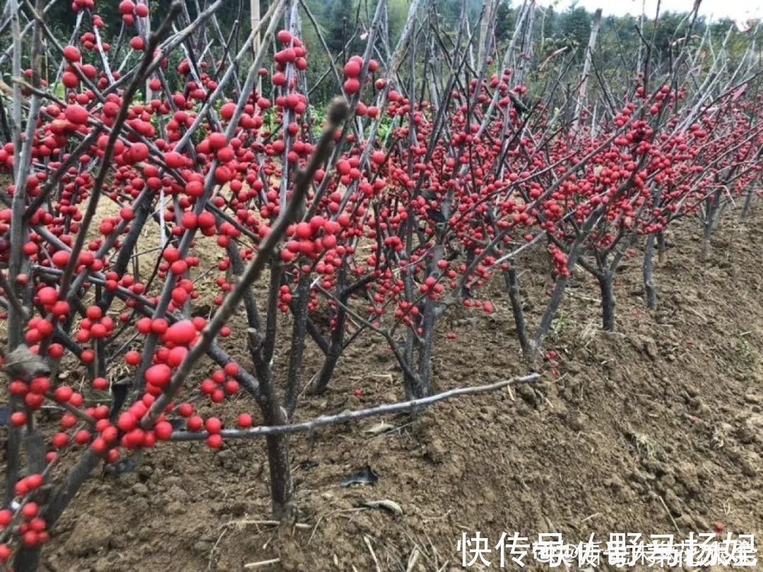 柴烧|农村当柴烧的花,原来可以当盆景,给一千块也不卖