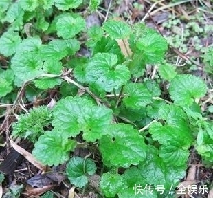 老一辈|农村老一辈才知道的野草，图一不再用了，图三如今一斤高达百元