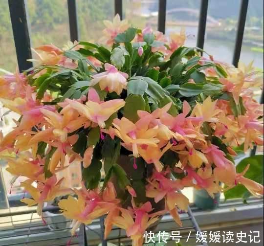 10种“旺运花”,家里至少养一盆,漂亮吉祥还“养人”