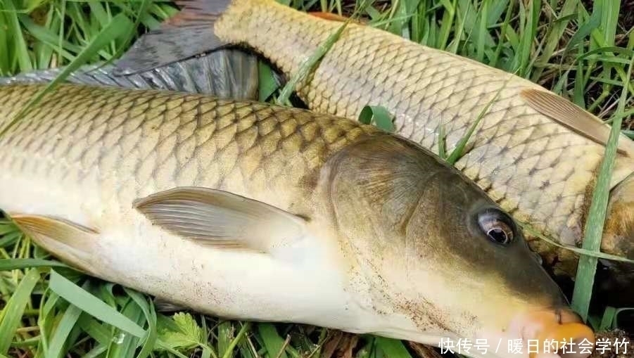 钓位|鲤鱼越大越难钓,没料想我用这三招,上鱼率不是一般的高!莫忽视