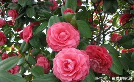 花型|茶花有3“喜”,了解掌握,叶子油绿,花朵鲜艳花型大!