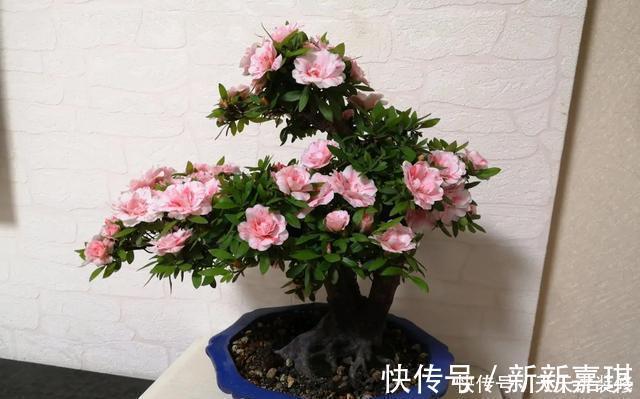 年度十大流行花卉,摆在家里,高贵优雅,又美又仙