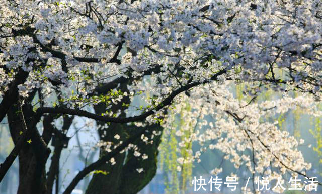 韩孟|韩愈很经典的一首诗,表现手法高超,写出了完全不一样的春色美景