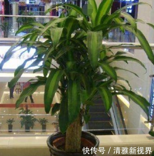 甲醛|4种“吸毒花”,被称作“天然空气净化器”,家里空气好,长得旺