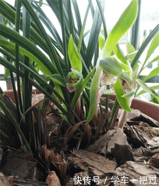 木工厂的“2废料”,是养花好宝贝,垫在花盆底,天天浇水都不怕!