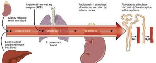 颈动脉内膜|“血管老化”的五大常见征象，您有吗？及时干预，哪些药物可选？