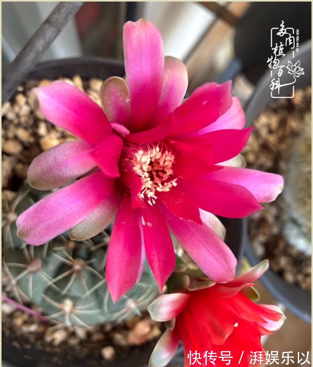 遇见即美,花事未荼蘼!种一桌子多肉,看花开花落!