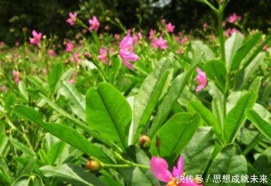 玉参|聪明人最爱这种野菜,补中益气,治气虚乏力,营养丰富,别错过了