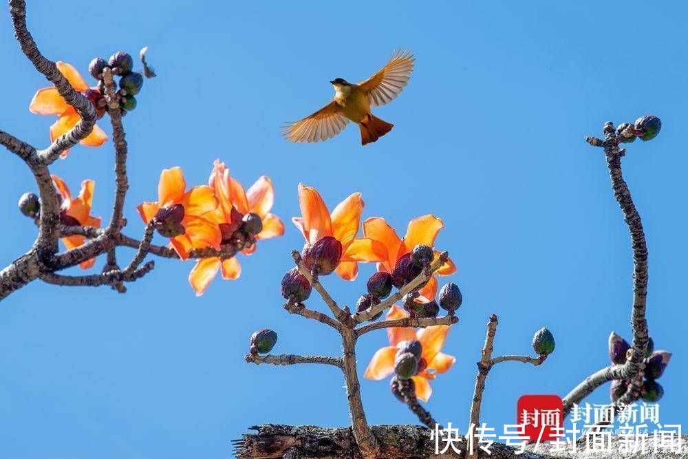 一座城市因为攀枝花而得名 市树PK差点输给芒果|花开四川 | 攀枝花村