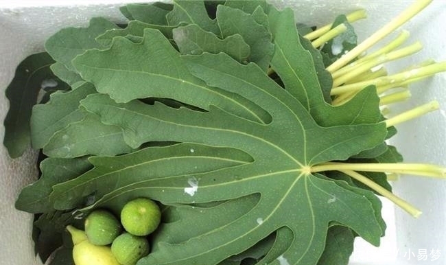 我是无花果,浑身都是宝,果实和叶子3个厉害用途,知道的人不多