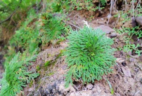 杂草|还魂草野外到处都是,碰到后别犹豫,拿个袋子挖走