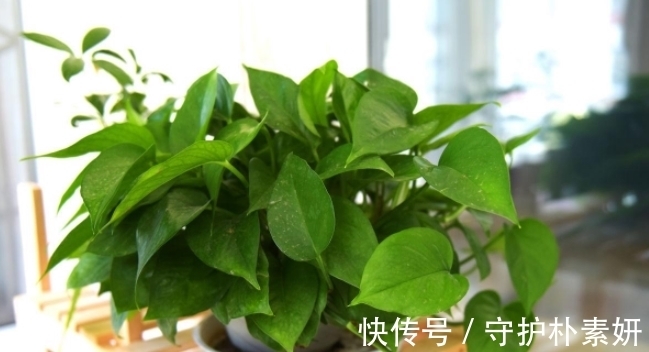 烟丝制成的水溶液,拿来养花有什么意义?