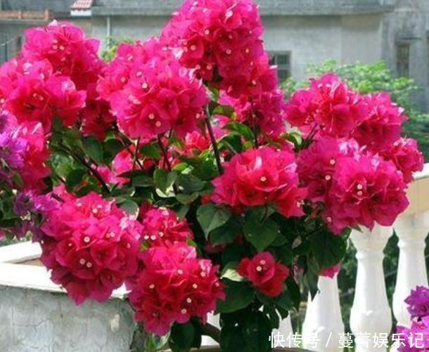 叶子|超好养的“4种花”,人人都喜欢,花朵烂漫迷人,美爆了