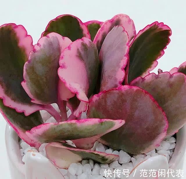 红稚莲|喜欢养多肉?推荐20种适合夏季入手的多肉植物