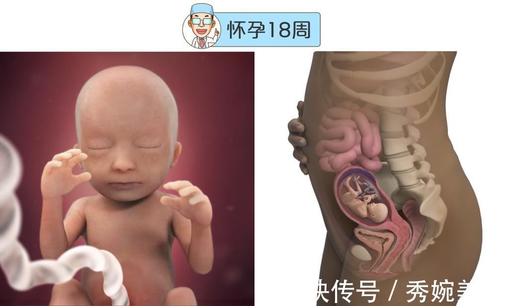 怀孕|最全的怀孕周期图鉴,感受从受精卵到婴儿的神奇变化!