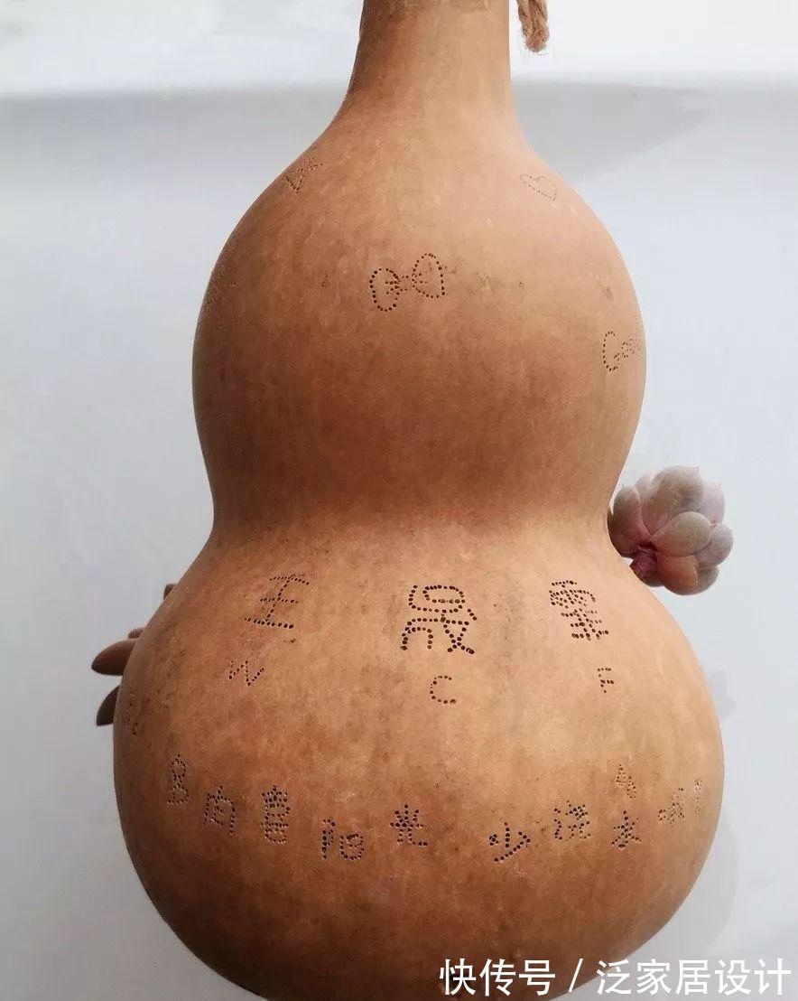 叶插|用葫芦种多肉,一养就是三年,邻居给钱都不卖