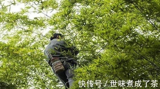 竹林|中国现实版武林高手，60岁能在竹林随意游走，当地人尊称竹海飞人