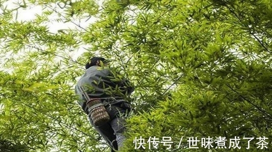 竹林|中国现实版武林高手,60岁能在竹林随意游走,当地人尊称竹海飞人