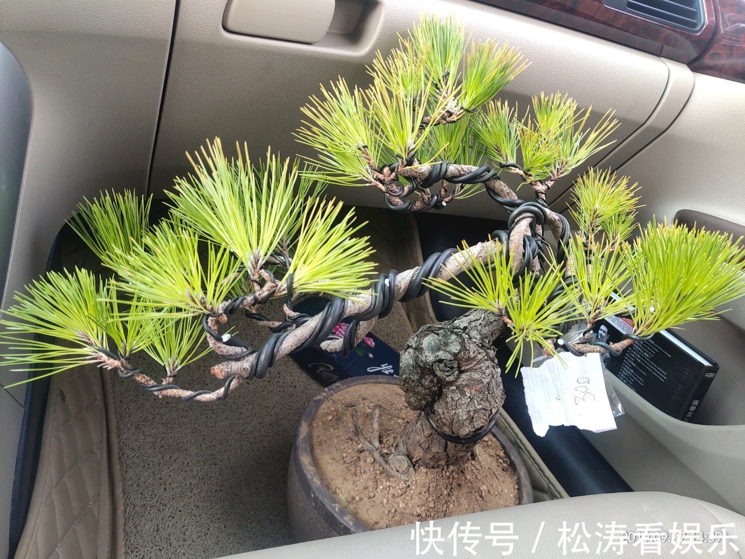 假植|黑松盆景蓄枝让枝条快速增粗的方法摇动枝条增粗法,想多粗都行