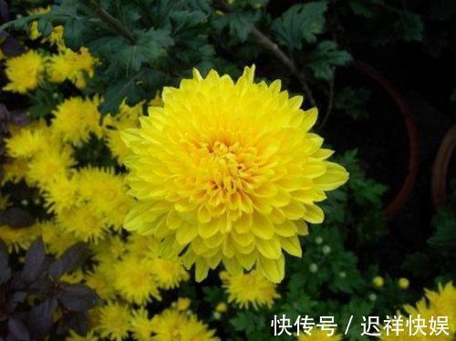 守护花|十二生肖有专属自己的“守护花”，看看你是哪一种，你家养了吗