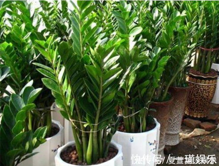 4种“旺财花”,家里养一盆,室内甲醛没了,生活更舒适!